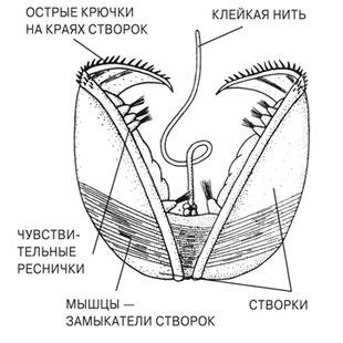 Двустворчатый великан