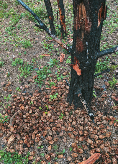 Кузница дятла