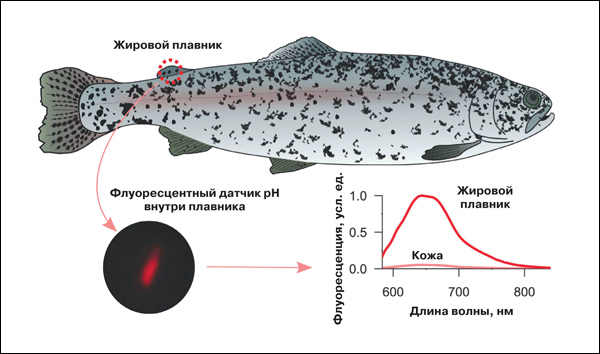 Плавник как оптическое окно