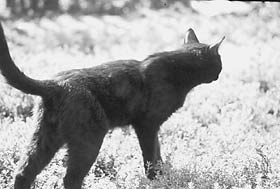 ЖИЛ НА КОРДОНЕ ЧЕРНЫЙ КОТ