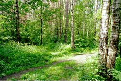 "ЛОСКУТНОЕ ОДЕЯЛО" ПРИГОРОДНЫХ ЛЕСОВ