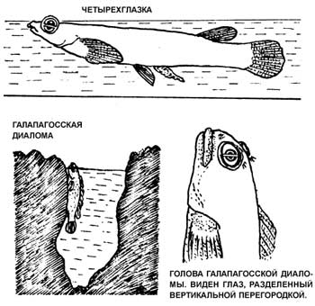 "ЧЕТЫРЕХГЛАЗЫЕ" РЫБЫ