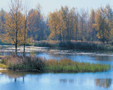 ЗОЛОТАЯ ОСЕНЬ