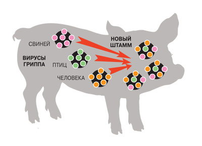 Пандемия гриппа. Откуда она?