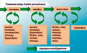 КЛЕЩЕЙ БОЯТЬСЯ - В ЛЕС НЕ ХОДИТЬ?