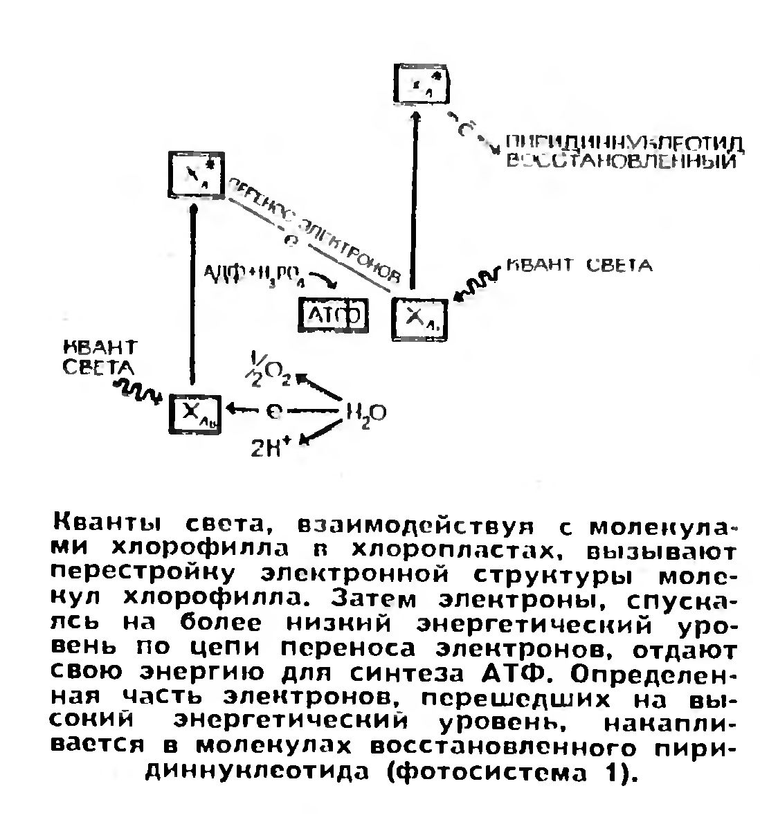 БИОЭНЕРГЕТИКА КЛЕТКИ