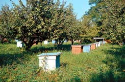 ПОПРОБУЙТЕ ЗАВЕСТИ ПЧЕЛ. РАЗГОВОР ПЯТЫЙ.