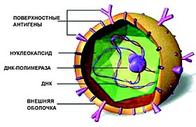 ГЕПАТИТЫ ТАЙНЫЕ И ЯВНЫЕ