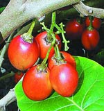 САДОВОДУ - НА ЗАМЕТКУ. РЕФЕРАТЫ. Январь 2005