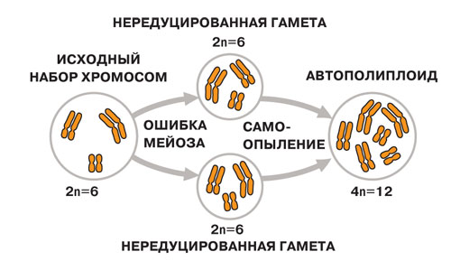 Полиплоиды вокруг нас