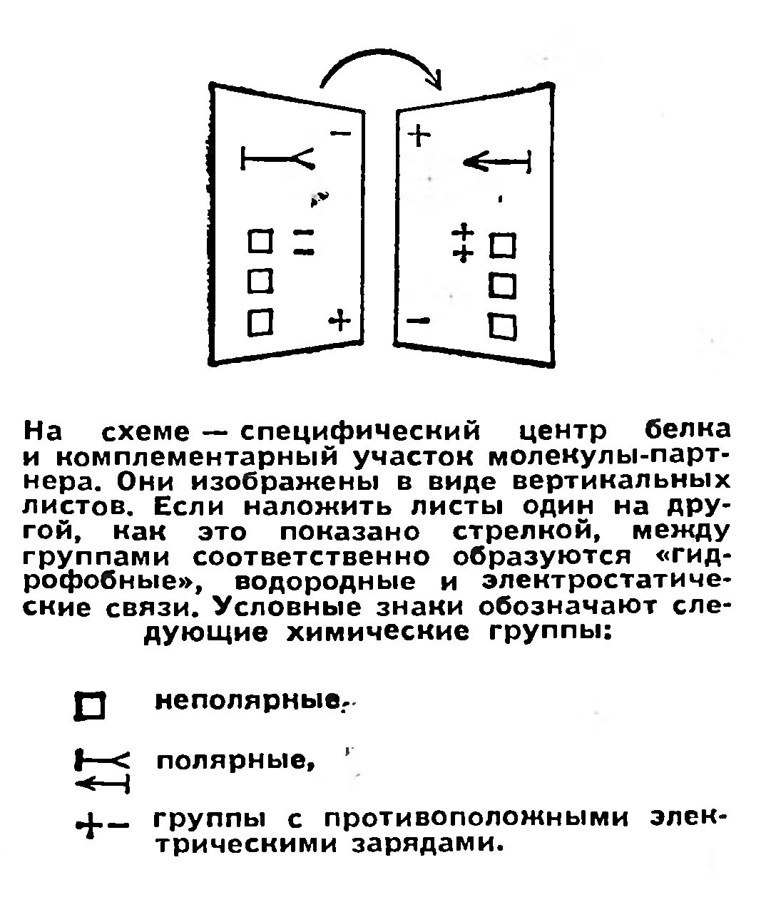 КАК СТРОЯТСЯ БЕЛКОВЫЕ СТРУКТУРЫ