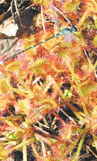 Энергетический подход к эволюции мозга