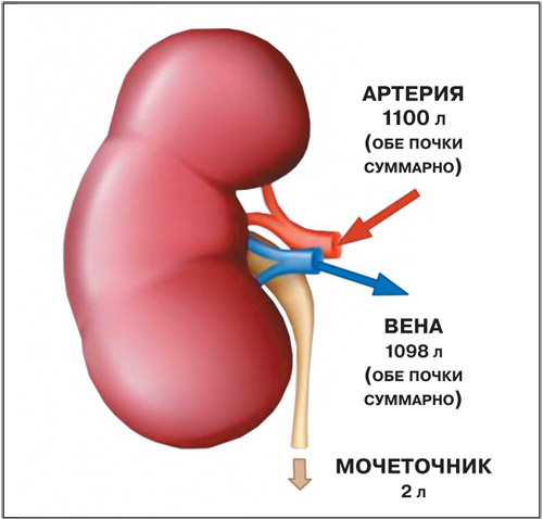 Умная почка