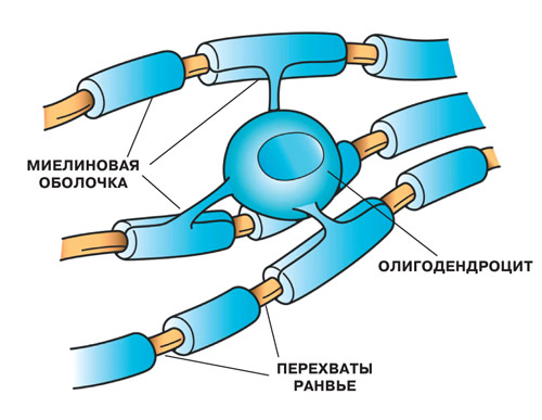 Миелин — оболочка нейронных «проводов»
