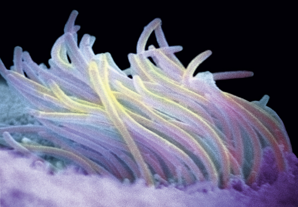 Homo Sapiens Ciliaris. Избранные главы из новой книги 