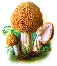 ЗА СМОРЧКАМИ - В ОГОРОД