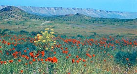 В ПОИСКАХ АГАМЫ (ЗАПИСКИ ЕСТЕСТВОИСПЫТАТЕЛЯ)