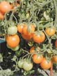 ГЕНЕТИЧЕСКИ МОДИФИЦИРОВАНЫЕ ОРГАНИЗМЫ: НАУКА И ЖИЗНЬ