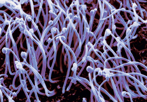 Homo Sapiens Ciliaris. Избранные главы из новой книги