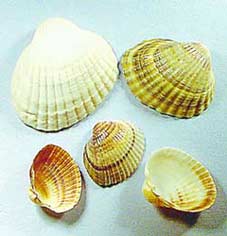 МОРСКИЕ ФАНТАЗИИ