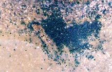 ОБВИНЯЮТСЯ ВОДОРОСЛИ?