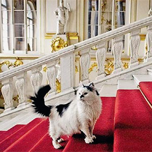 Кот казанский на государевой службе