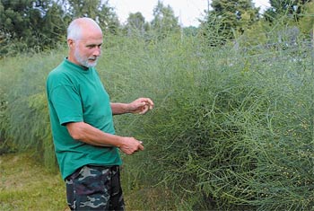 «Царский овощ» в вашем саду