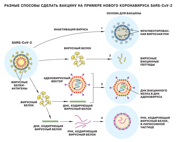Как работает вакцина