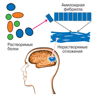 Финиш под белковой аркадой?