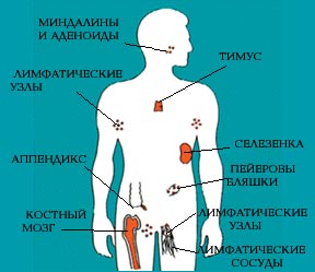 "МЛЕЧНЫЕ" СОСУДЫ И ДРУГИЕ ЗАГАДОЧНЫЕ ОРГАНЫ