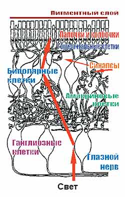 ПАРАДОКСЫ ЗРЕНИЯ ЧЕЛОВЕКА И ИХ УСТРАНЕНИЕ С ПОМОЩЬЮ ЗАКОНОВ ФИЗИКИ