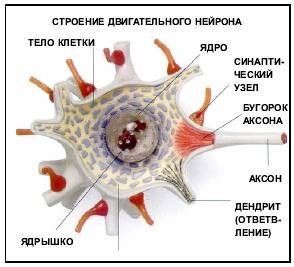 Заметки о нашем поведении. Память и обучение