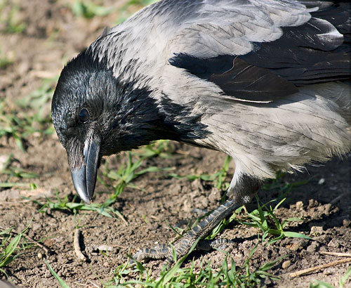 Corvus Sapiens?