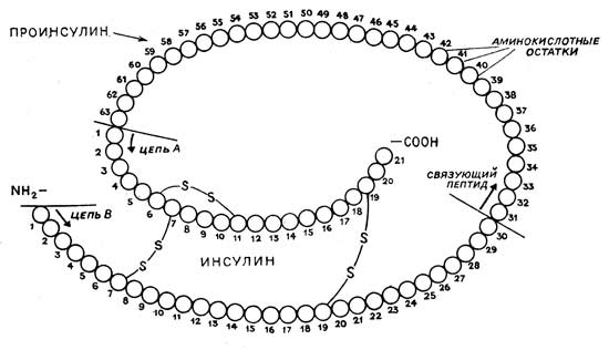 НОВОЕ КАЧЕСТВО ЖИЗНИ БОЛЬНОГО САХАРНЫМ ДИАБЕТОМ 