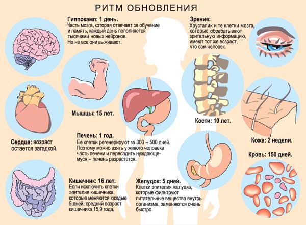 Сколько вам лет? 