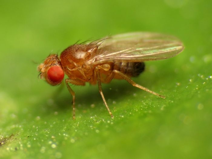 s_drozophila.jpg s_drozophila.jpg