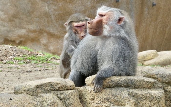 s_baboon.jpg s_baboon.jpg