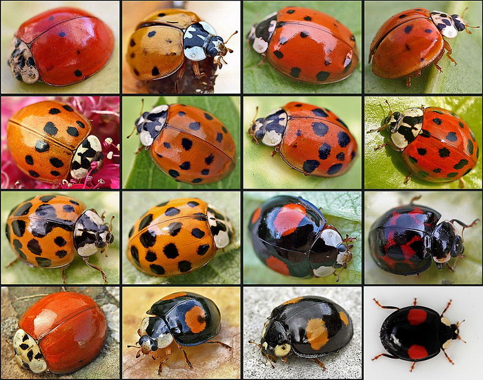 1024px-Harmonia_axyridis01.jpg 1024px-Harmonia_axyridis01.jpg