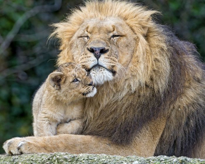 s_lion_infanticid.jpg s_lion_infanticid.jpg