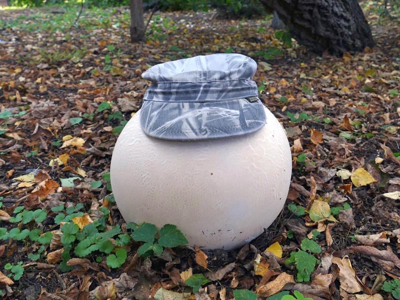 Дождевик гигантский_Calvatia gigantea_P1550745.jpg