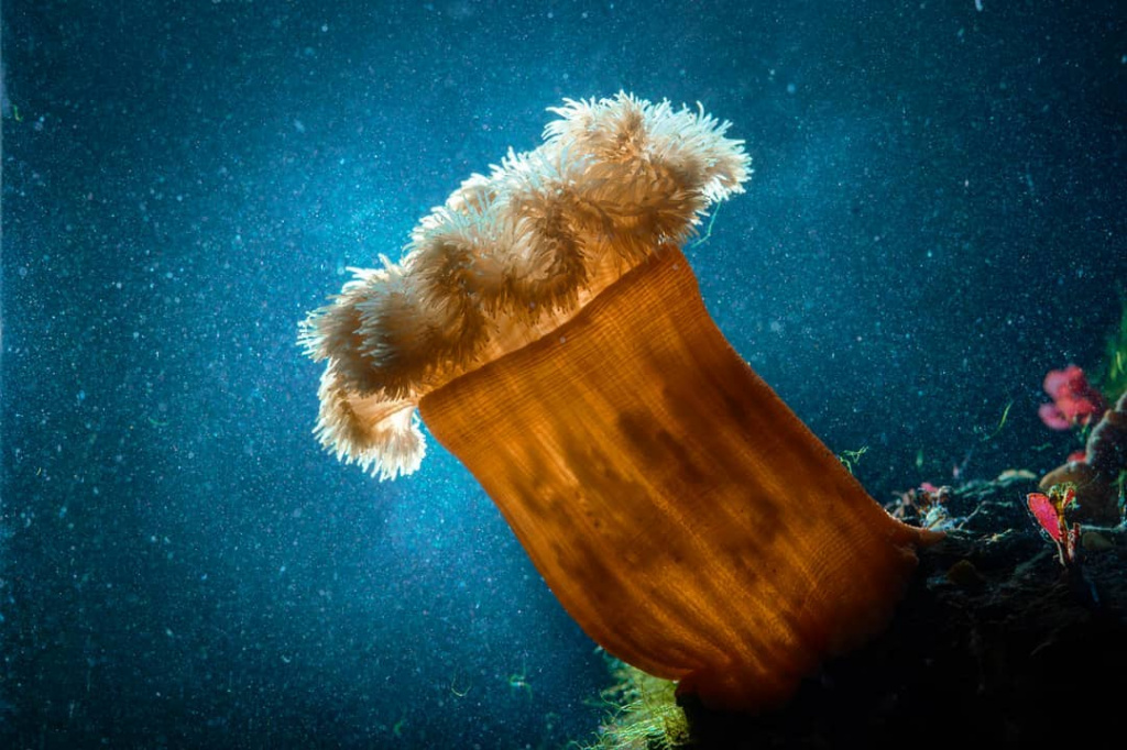 ocean_bbc_na_kolenke.jpg ocean_bbc_na_kolenke.jpg