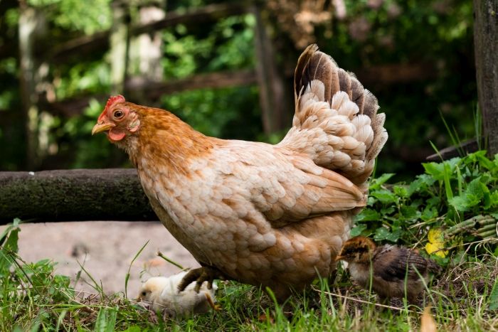 s_chicken.jpg s_chicken.jpg