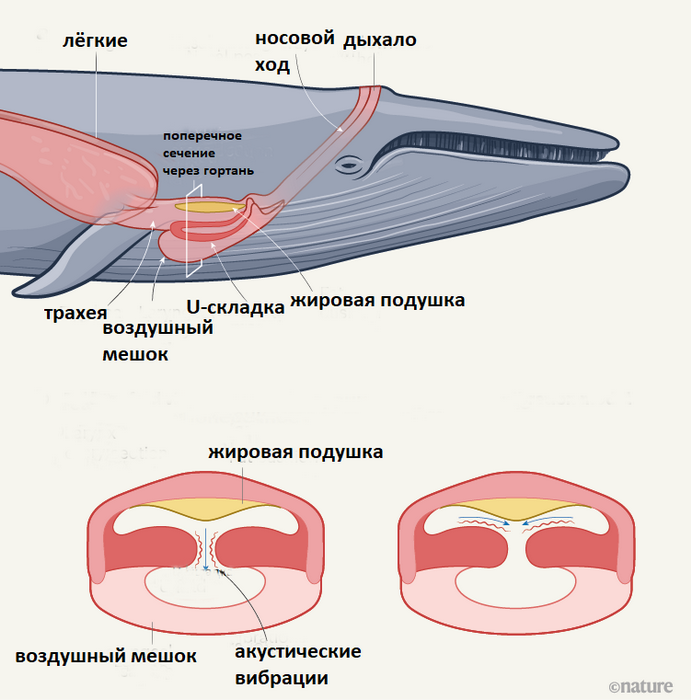 киты голос.png
