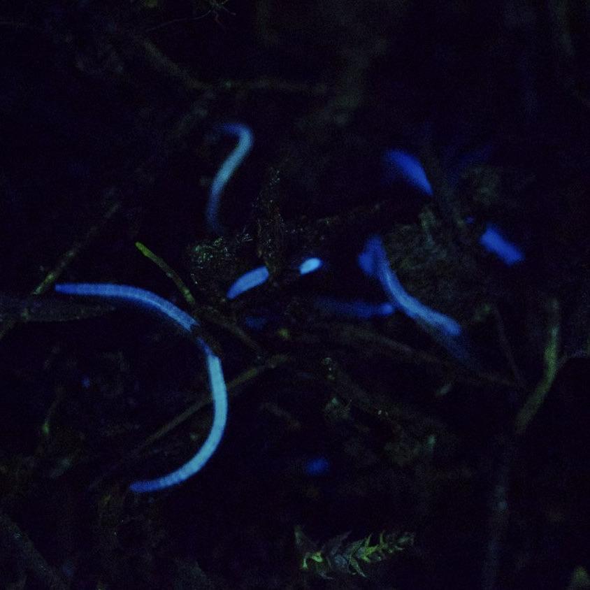 F.heliota_low.jpg
