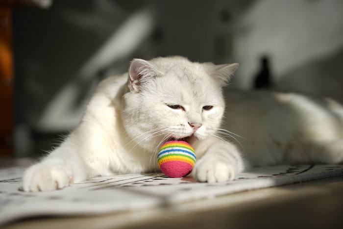 игры котиков.jpg