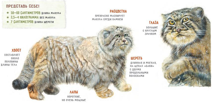 manul.jpg manul.jpg