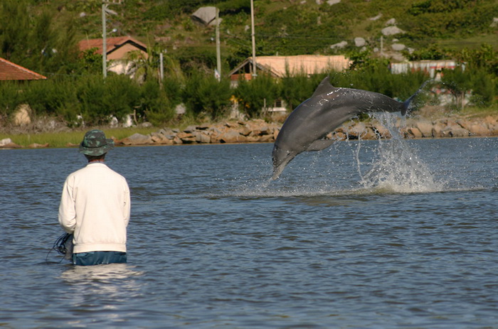 дельфины.jpg