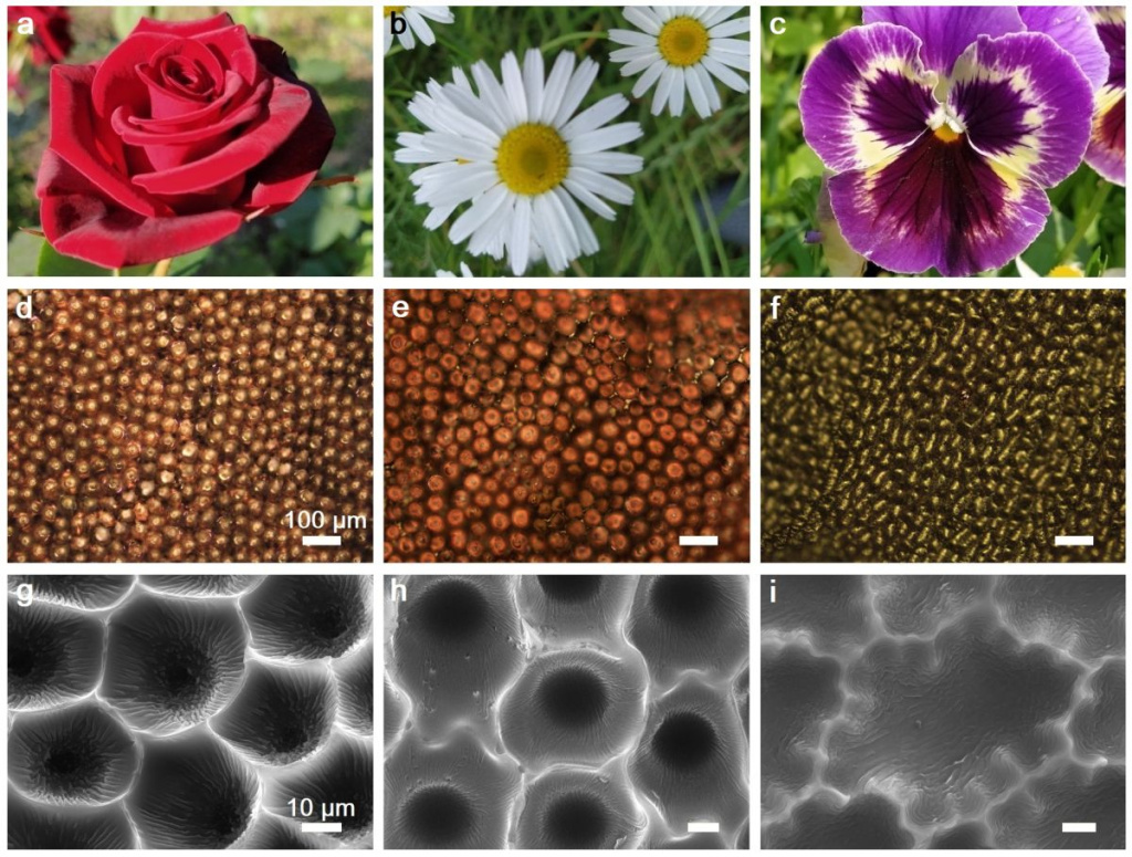 Fig.SEM(new)newabcd_low.jpg