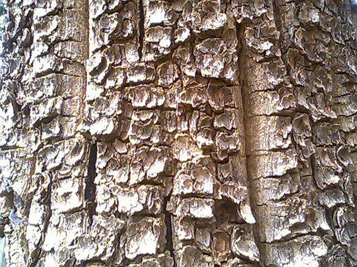 Bark_of_Pterocarpus_santali.jpg Bark_of_Pterocarpus_santali.jpg
