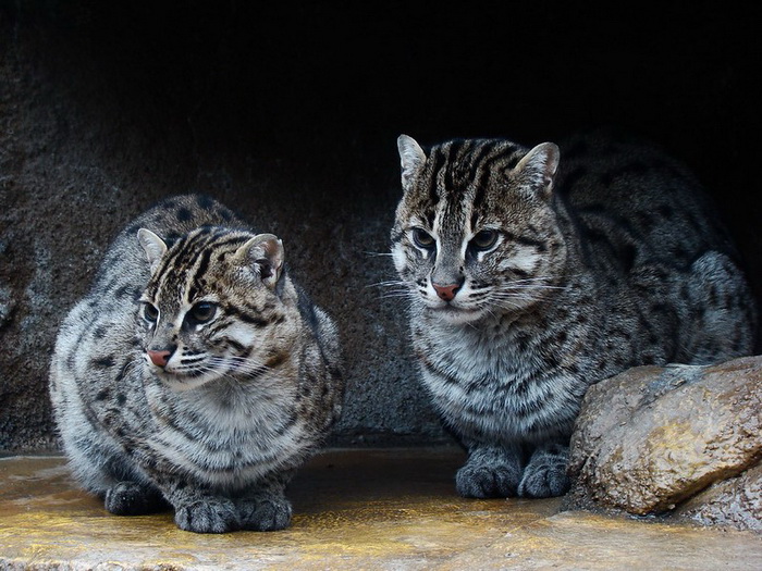 кошка-рыболов.jpg